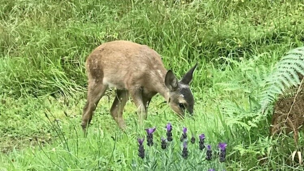 Photo of Outdoor in Diabaig