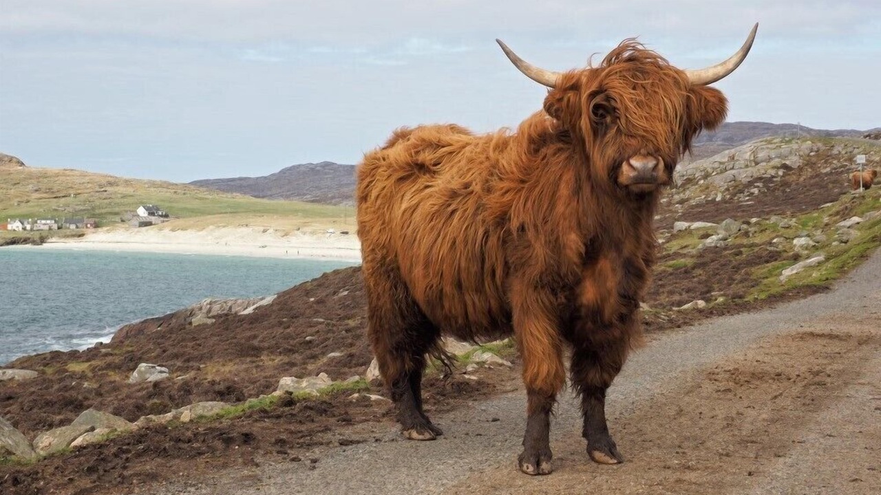 Photo of Others in Harris