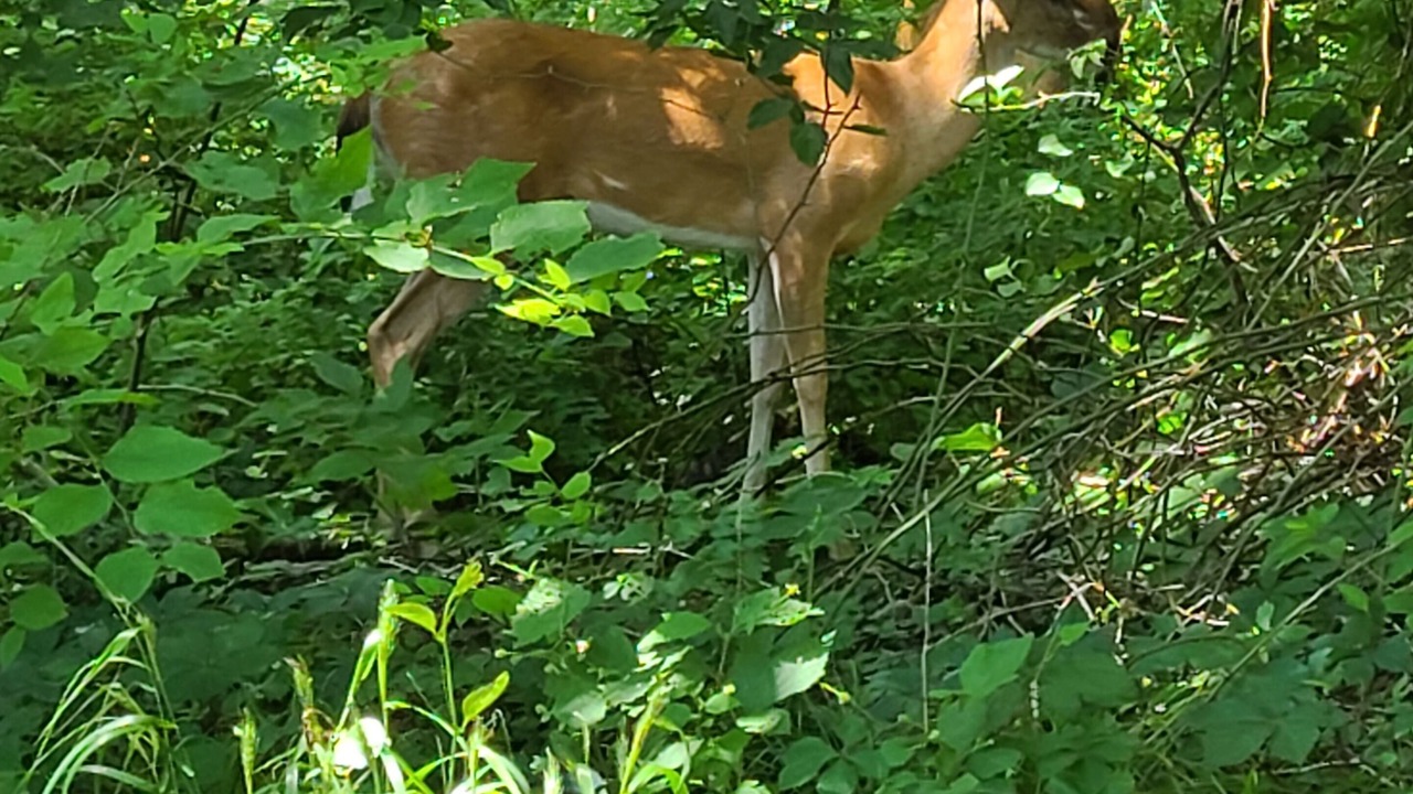 Photo of Outdoor in Afton