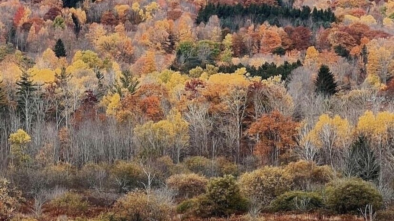 Photo of Others in Windham
