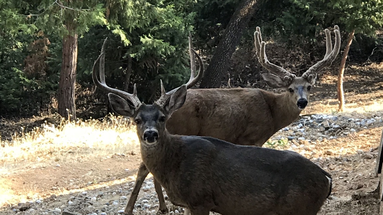 Photo of Outdoor in Alta Sierra