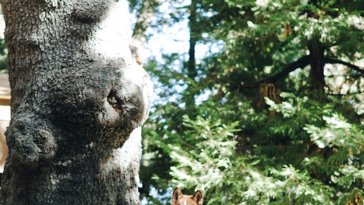 Photo of Others in Lake Arrowhead