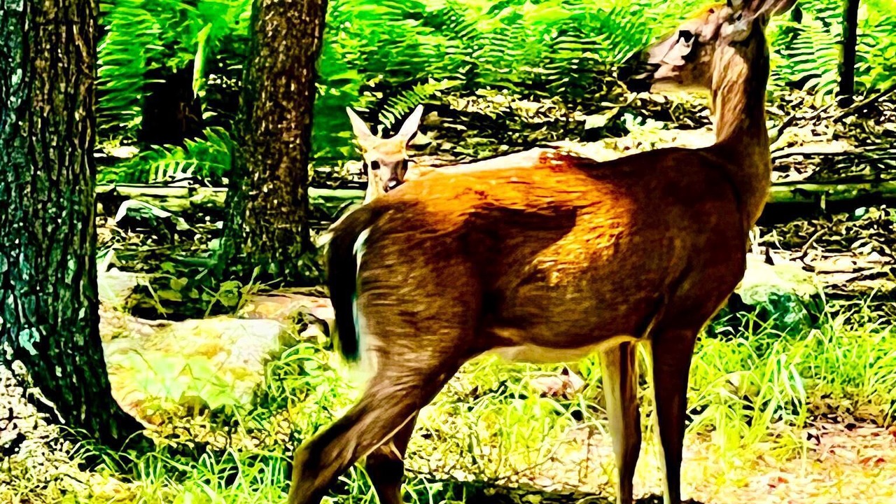 Photo of Others in Sparrow Bush