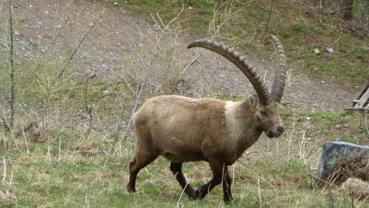 Photo of Others in Pontresina