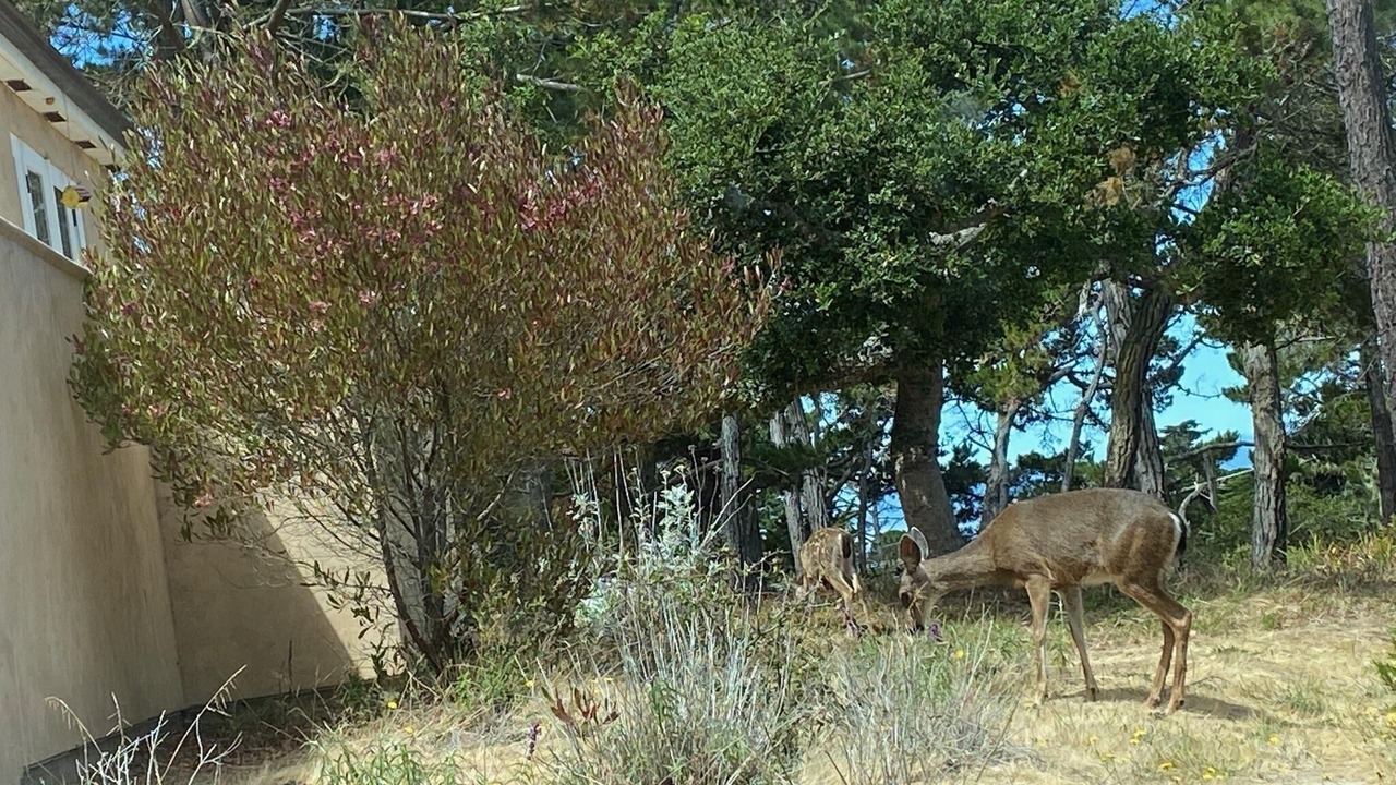 Photo of Others in Del Monte Forest