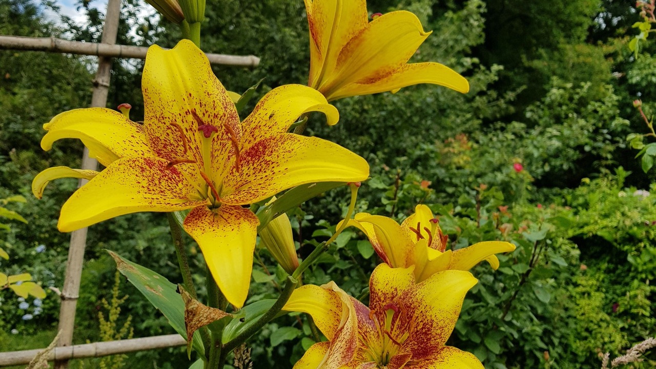 Photo of Outdoor in Plouay