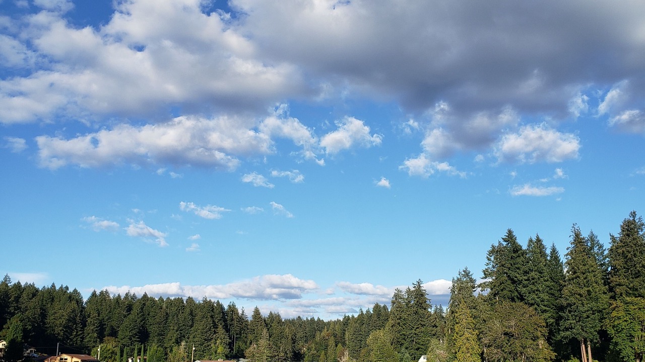 Photo of Others in Lacey