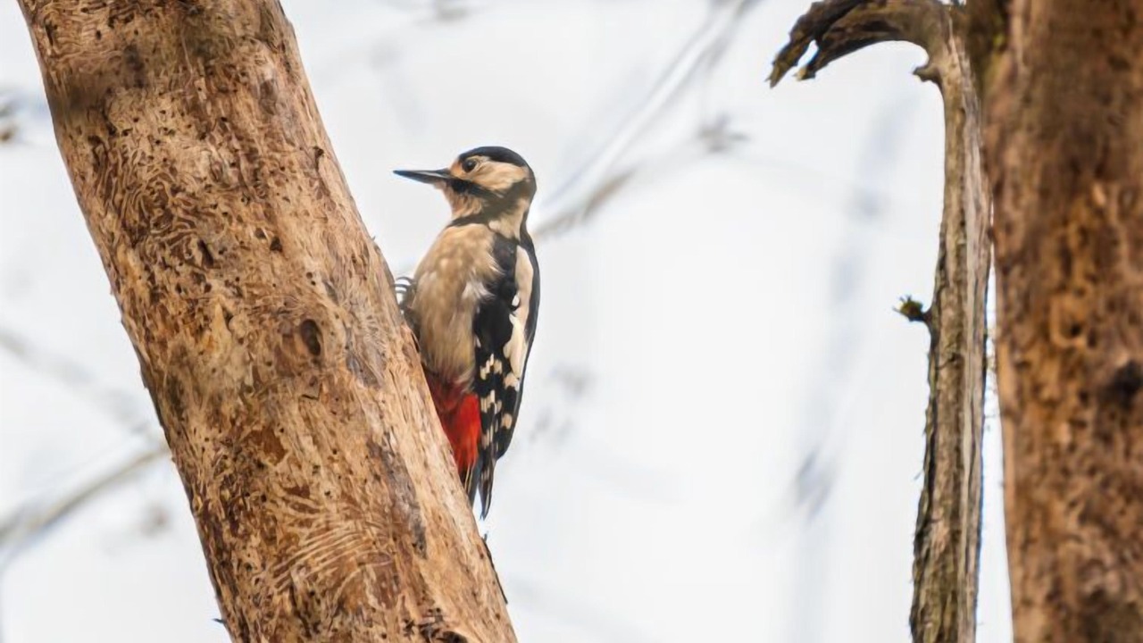 Photo of Others in Balnain