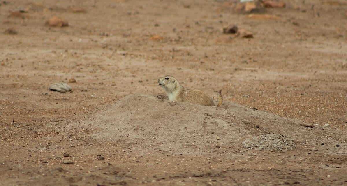 Photo of Others in Lawton