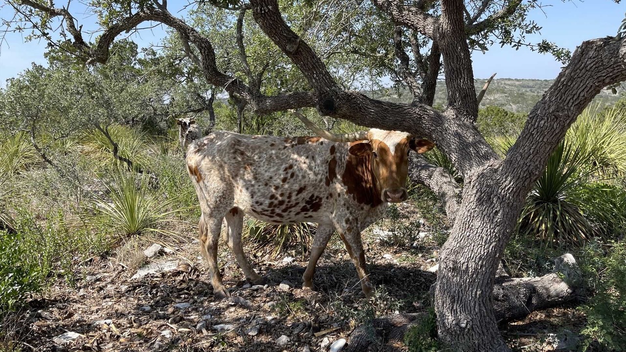 Photo of Others in Hondo