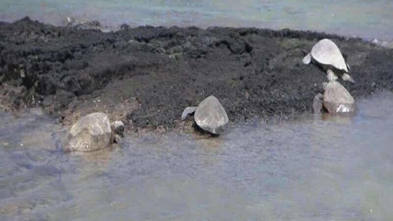 Photo of Others in Kamuela