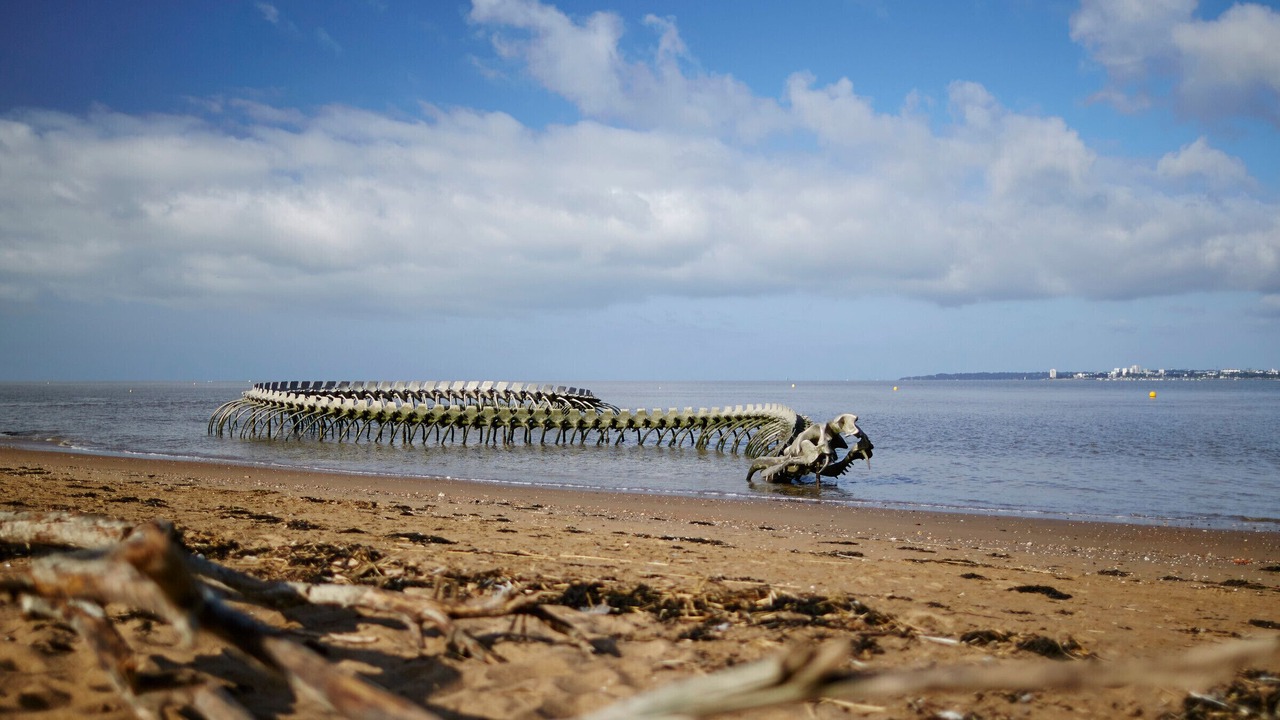 Photo of Others in Saint-Brevin-l'Ocean