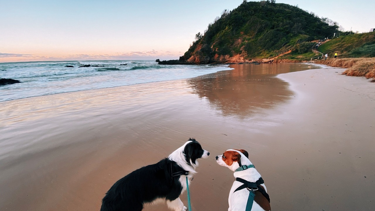 Photo of Others in Port Macquarie