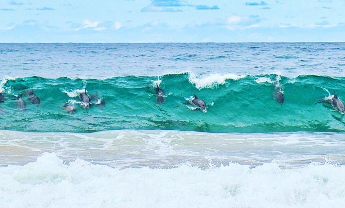 Photo of Others in Port Macquarie