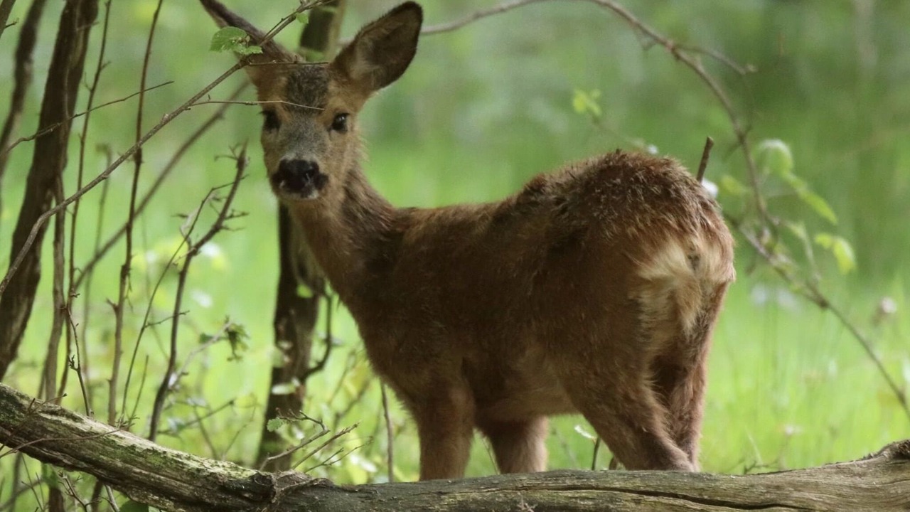 Photo of Outdoor in Le Grand-Madieu