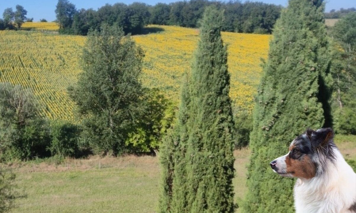 Photo of Others in Algans