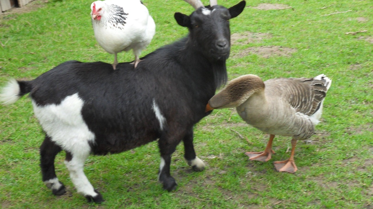 Photo of Outdoor in Boufflers