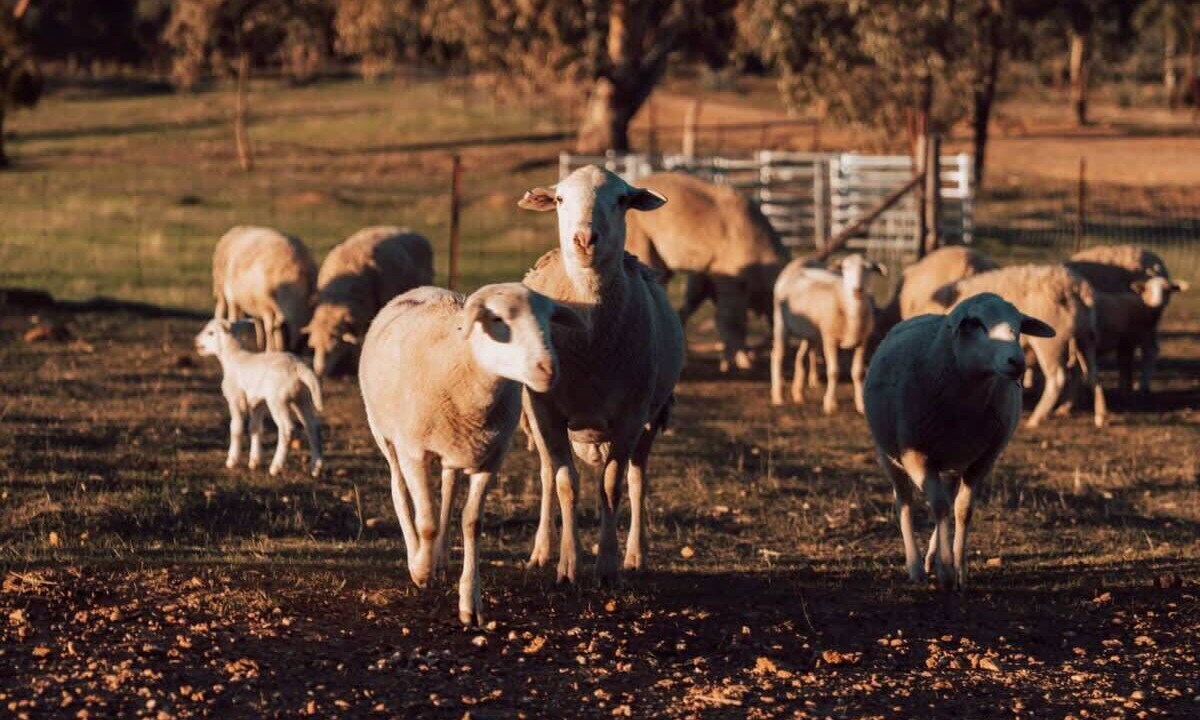 Photo of Others in Warrenmang