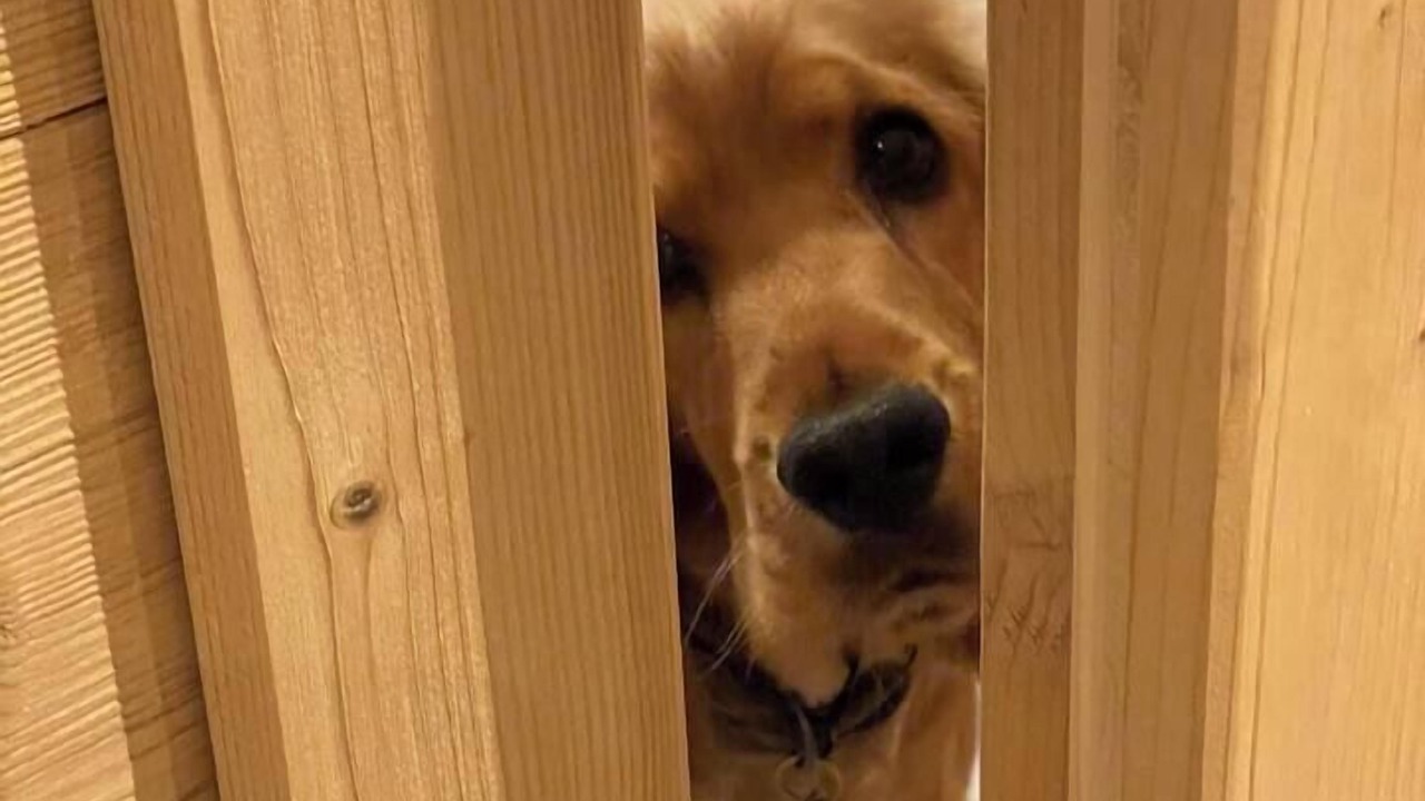 Photo of Others in Superbolquere