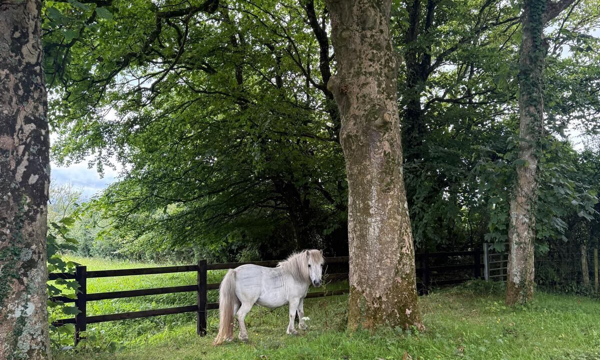 Photo of Others in Llangefni
