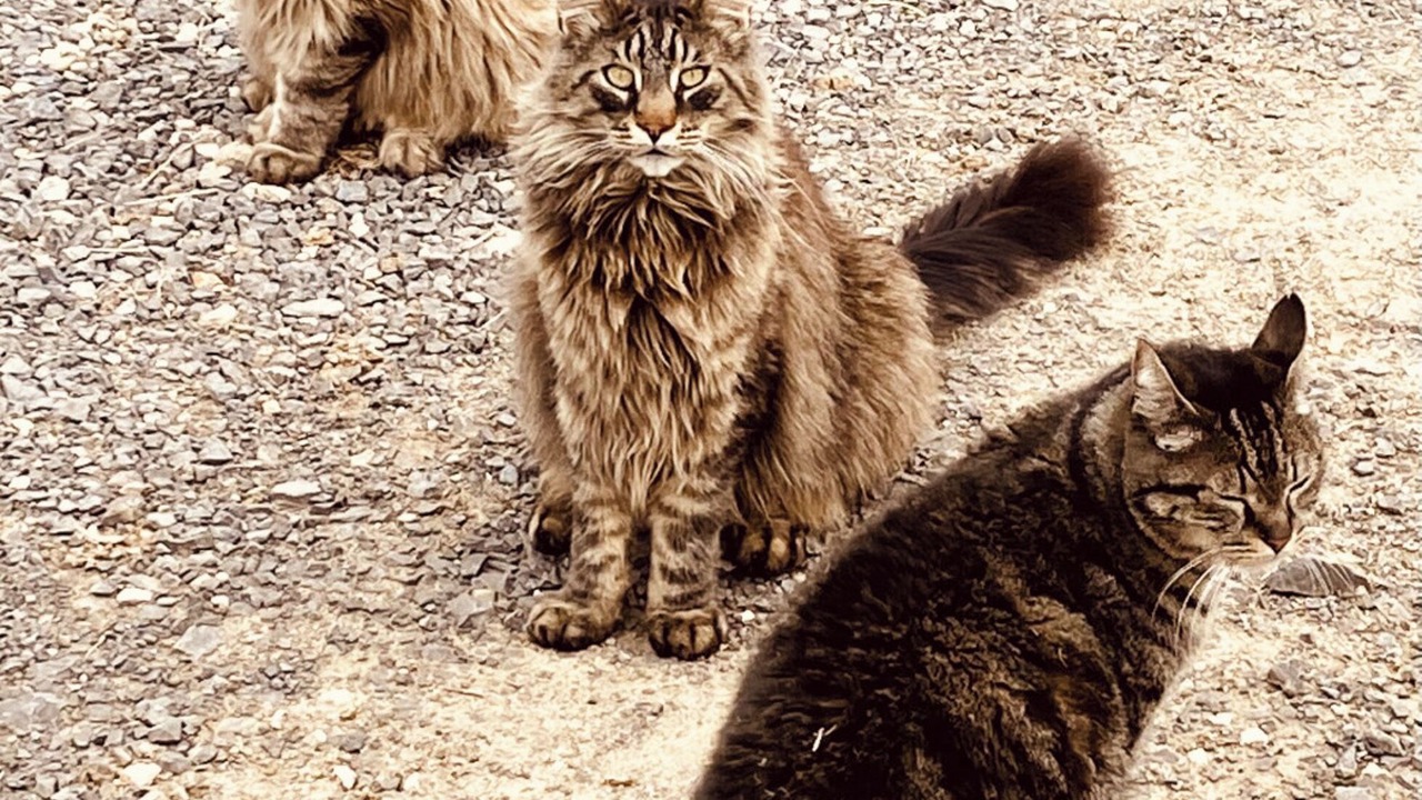 Photo of Others in Sampzon