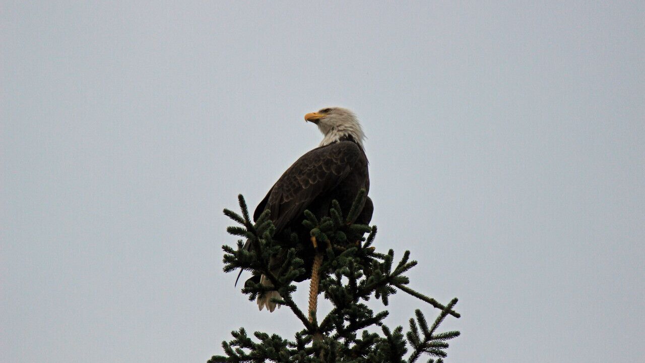 Photo of Others in Anchor Point