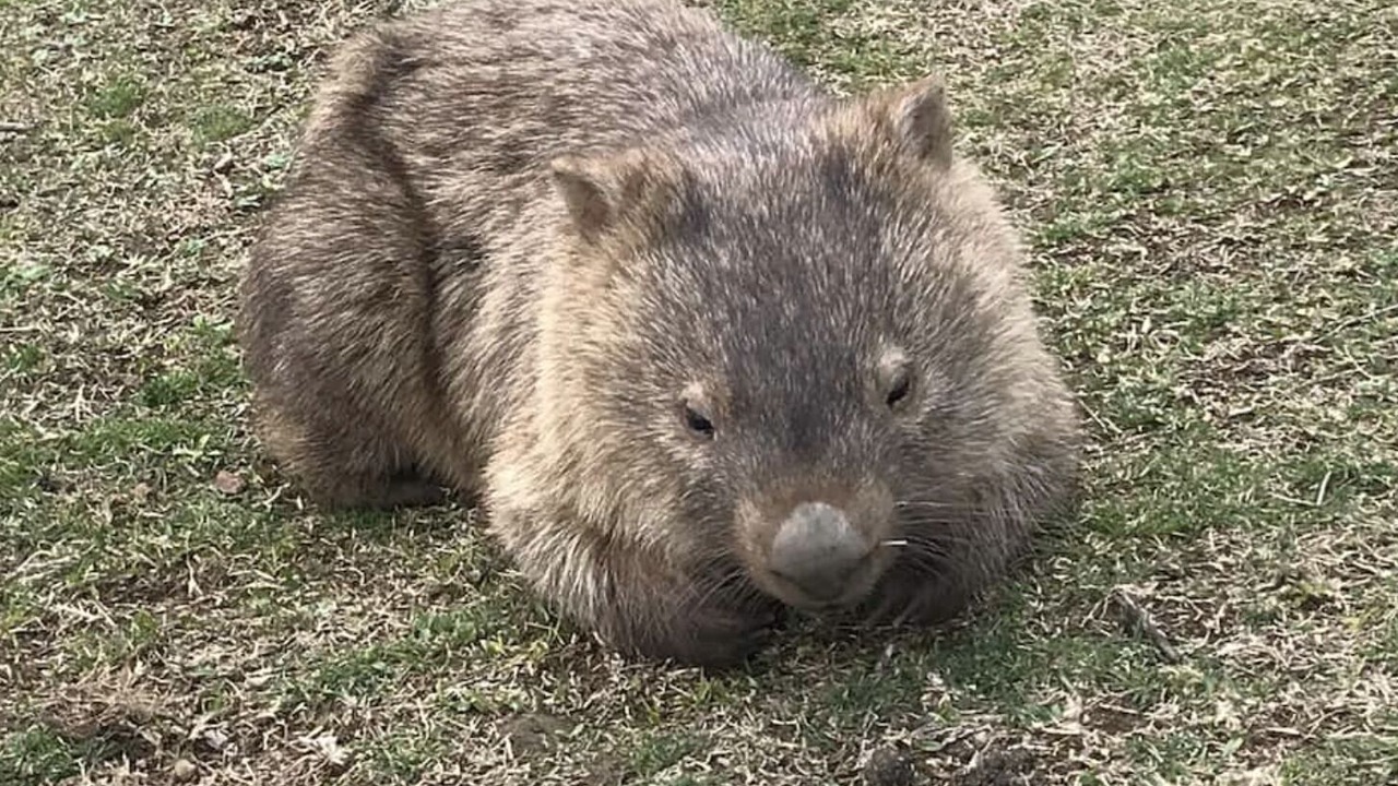 Photo of Others in Kangaroo Valley