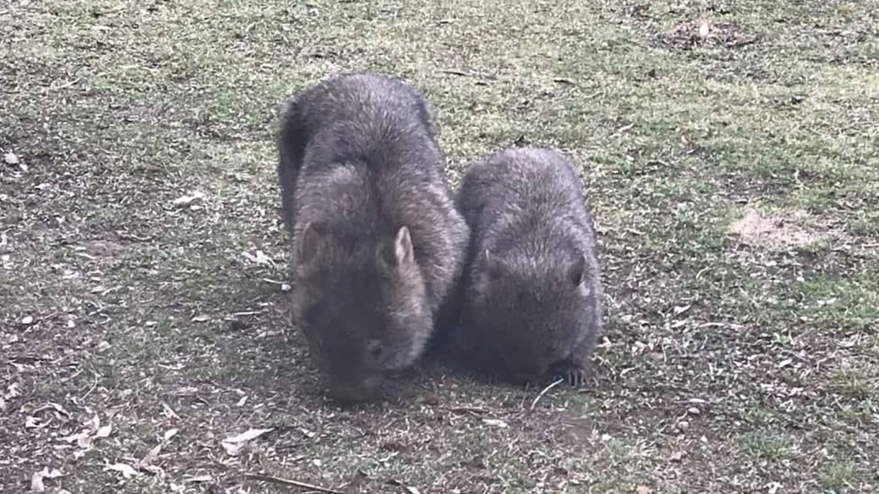 Photo of Others in Kangaroo Valley