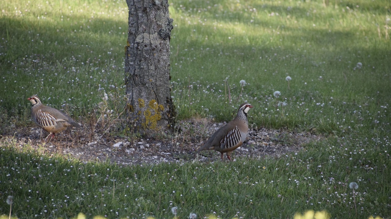 Photo of Outdoor in Valprionde