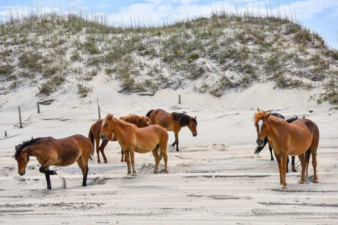 Photo of Outdoor in Corolla
