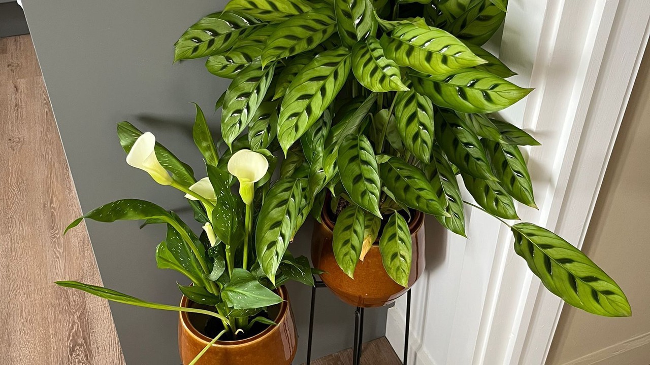 Photo of Kitchen in Leek