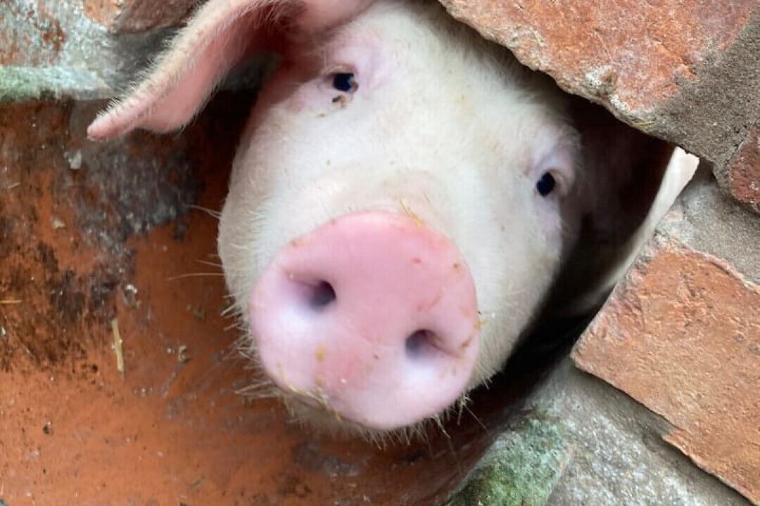 Photo of Others in Hoptonheath