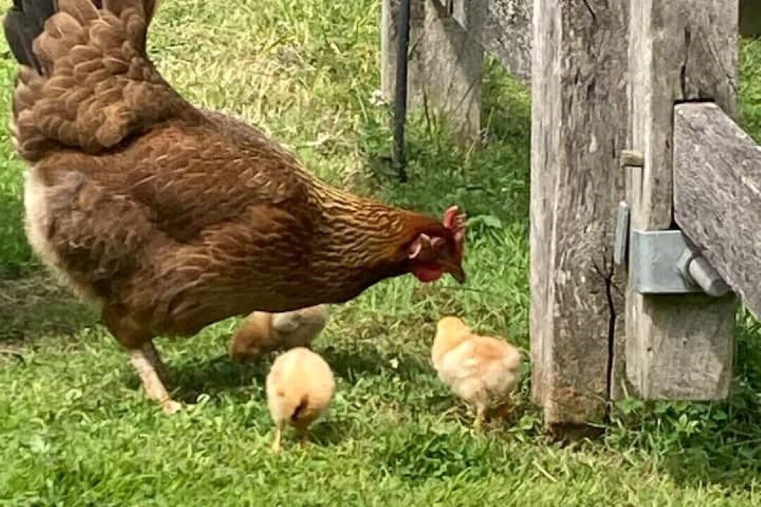 Photo of Outdoor in Hoptonheath