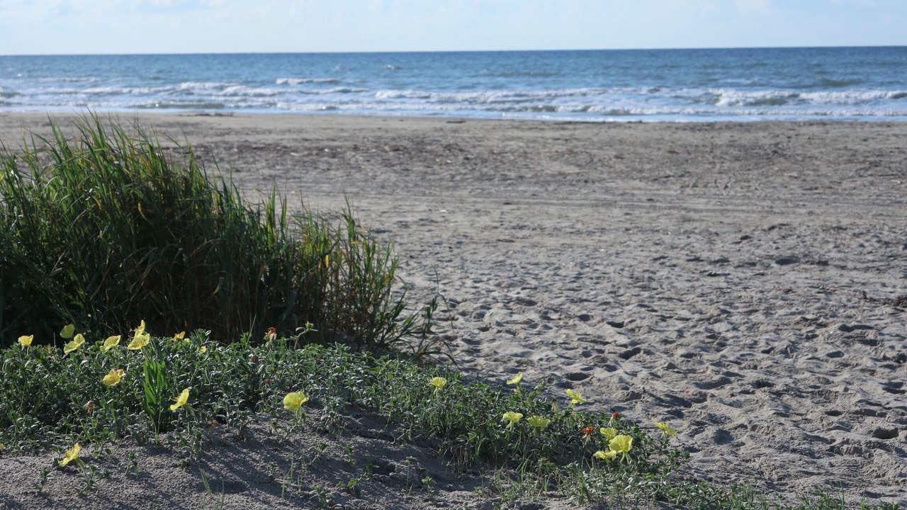 Photo of Others in Galveston