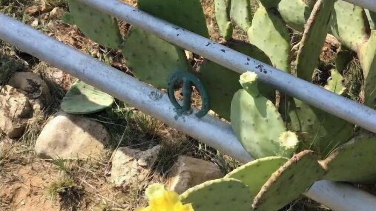 Photo of Outdoor in Coleman