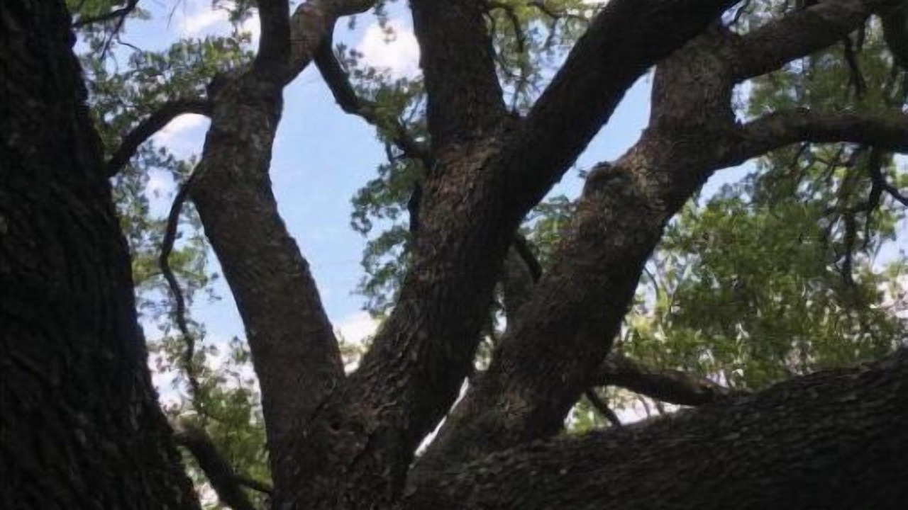 Photo of Outdoor in Coleman