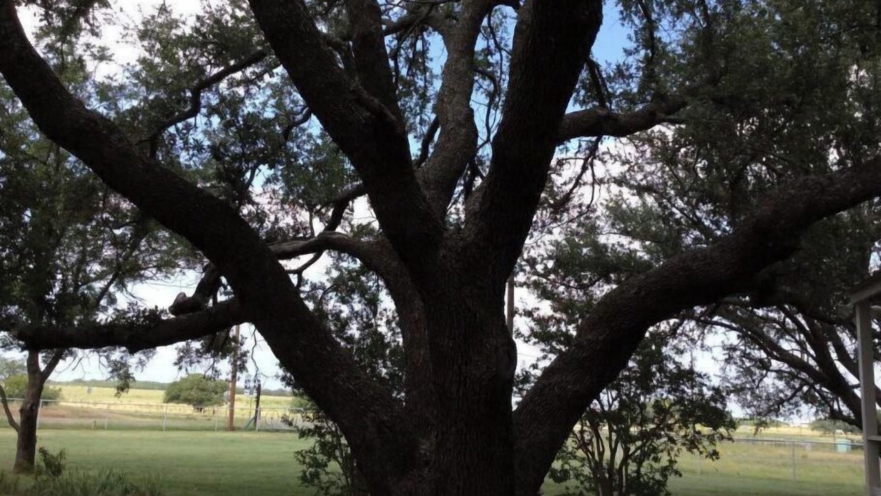Photo of Outdoor in Coleman