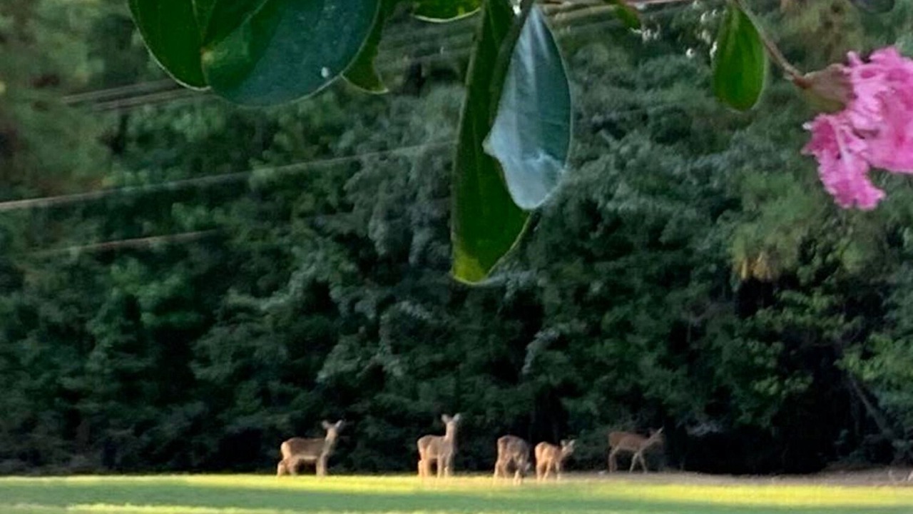 Photo of Outdoor in Crockett
