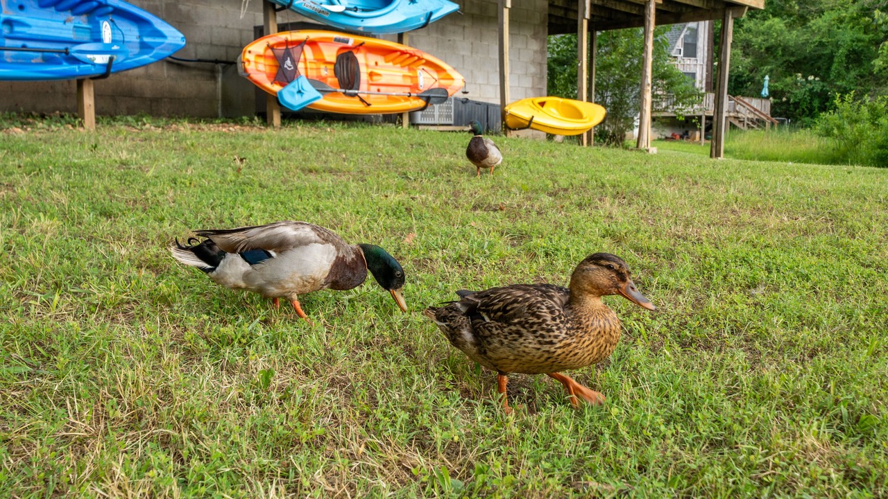 Photo of Others in Hardy