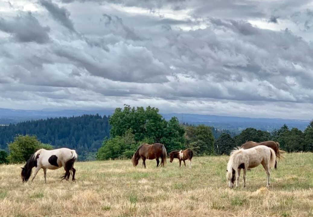 Photo of Outdoor in Ladd Hill