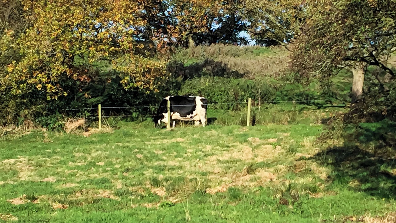 Photo of Others in Stoke-on-Trent