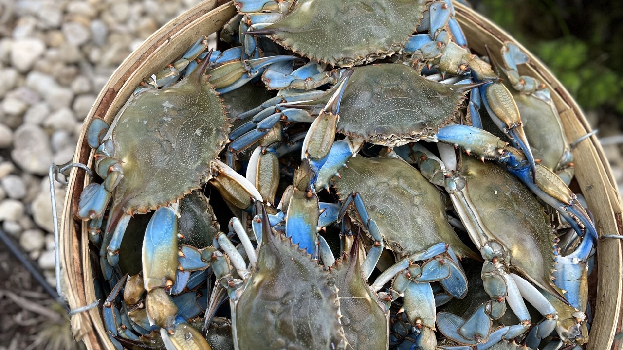 Photo of Others in Deal Island