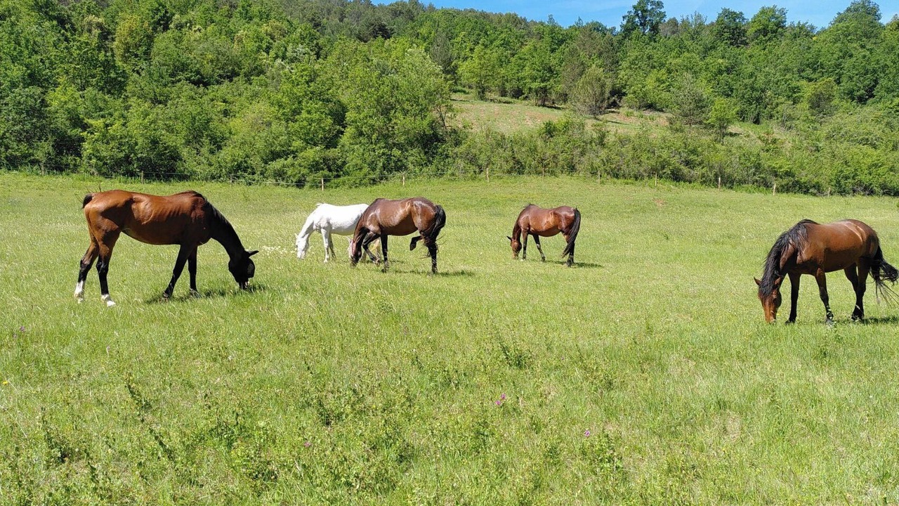 Photo of Outdoor in Saint-Ferriol