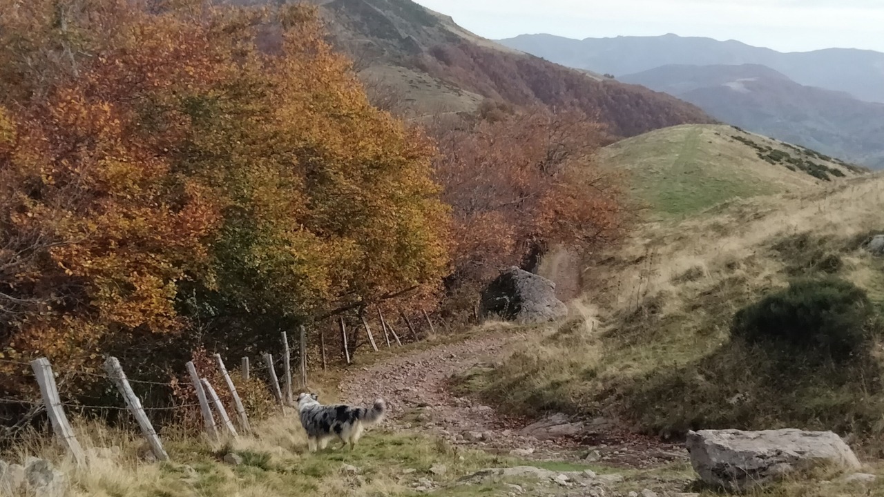 Photo of Outdoor in Saint-Projet-de-Salers