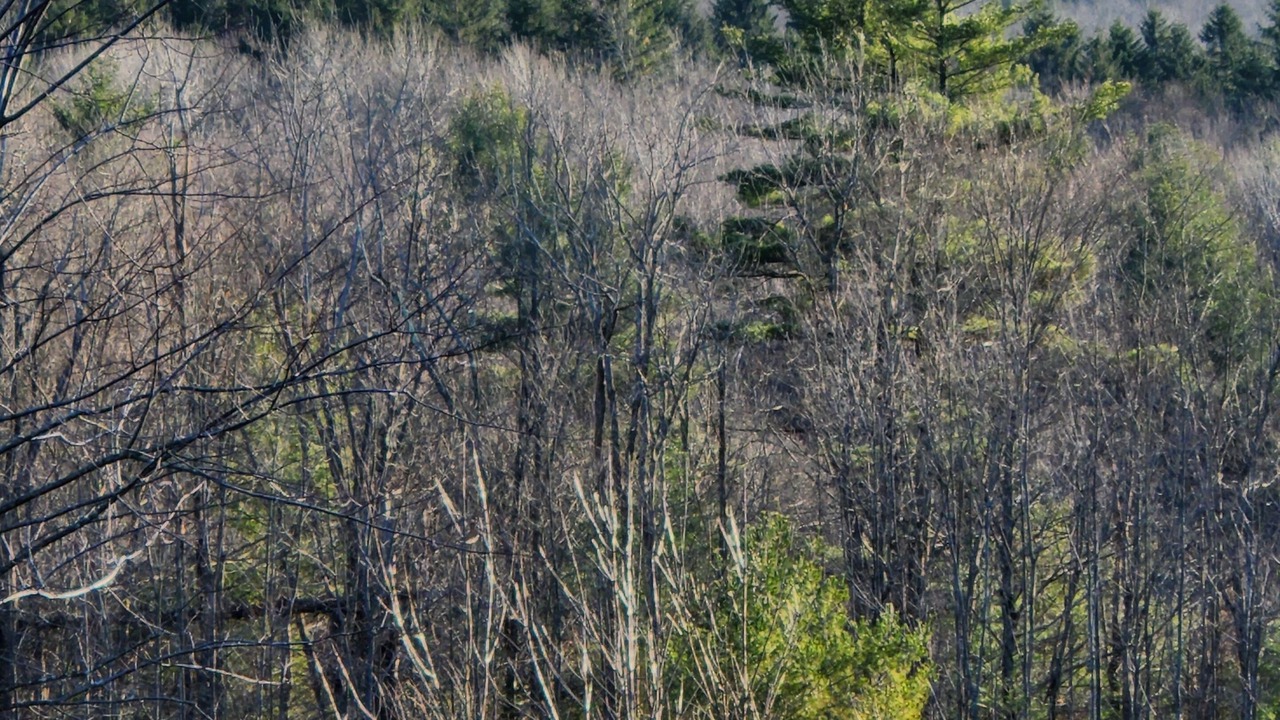 Photo of Others in Dryden