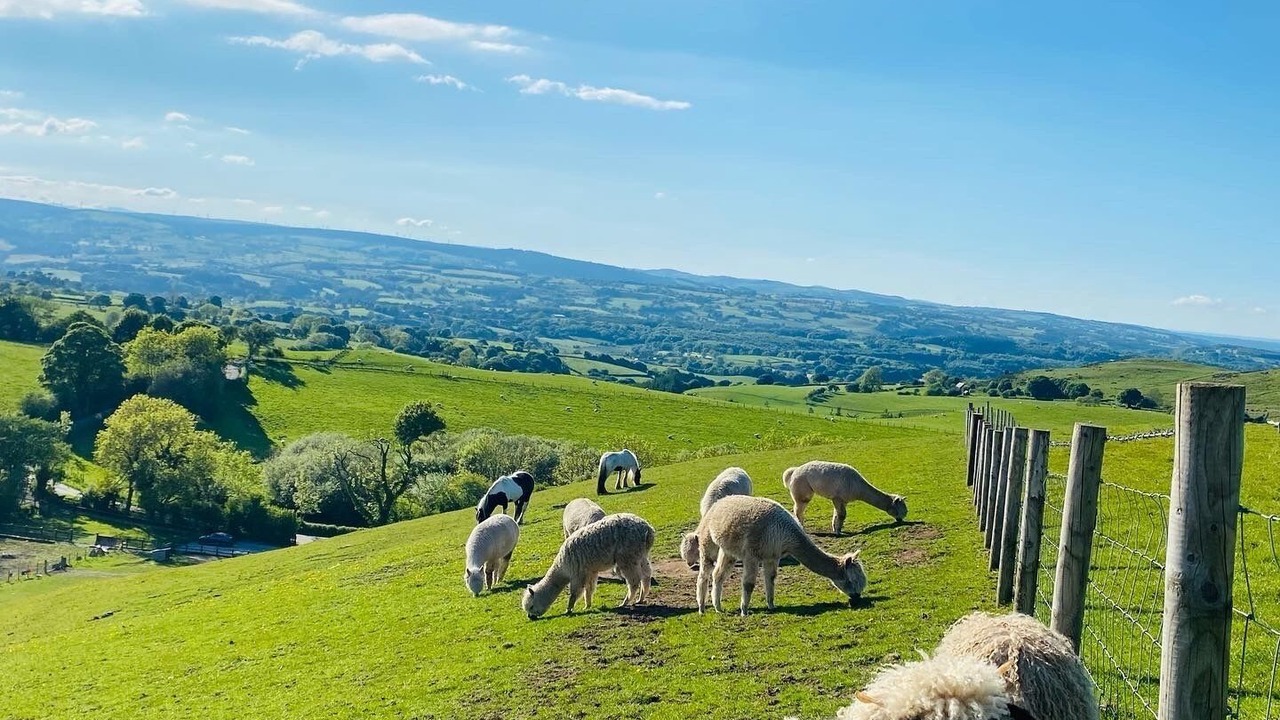 Photo of Others in Llanfair-Dyffryn-Clwyd