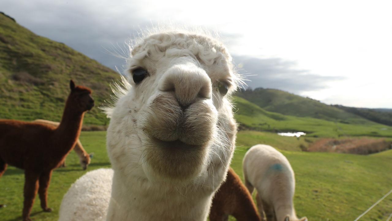 Photo of Outdoor in Apollo Bay