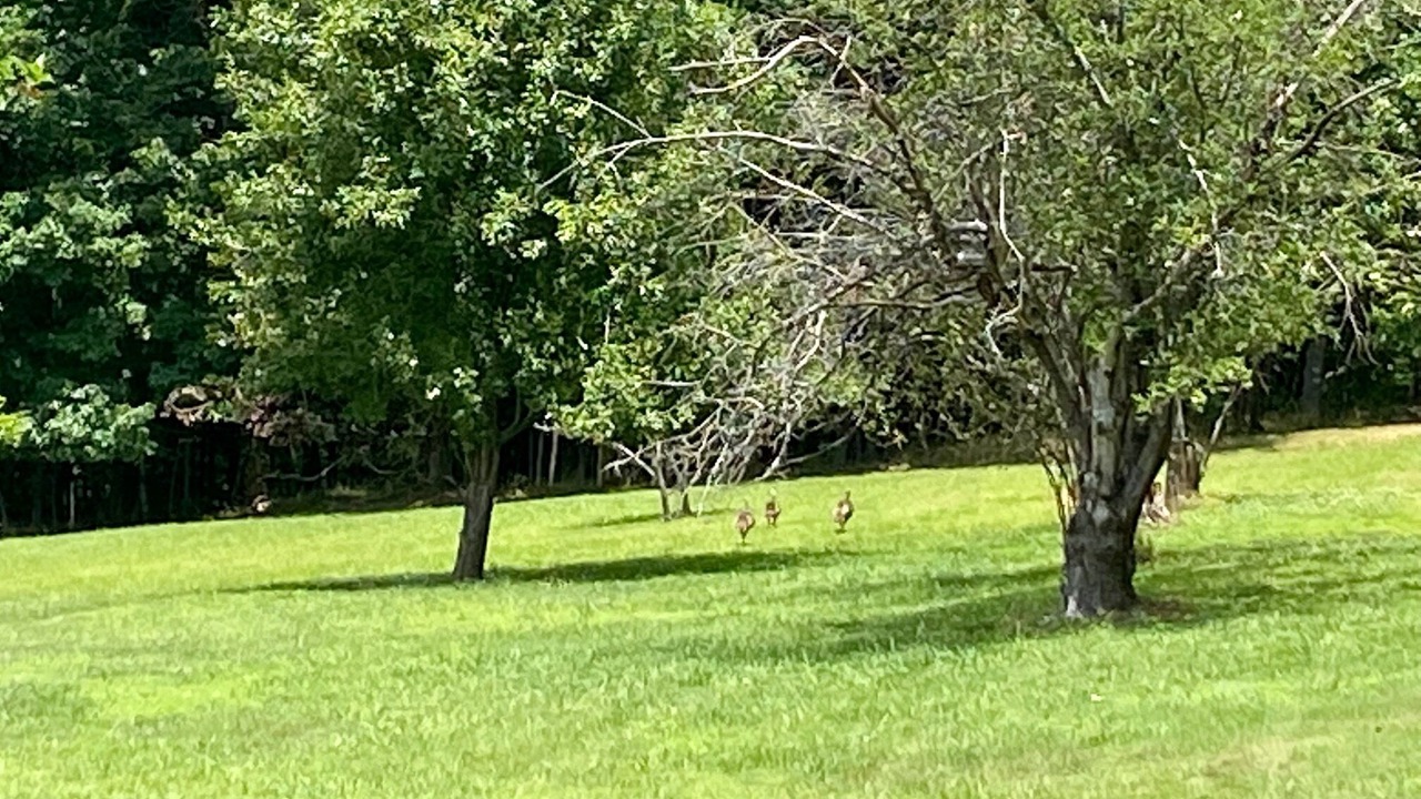 Photo of Outdoor in Henry