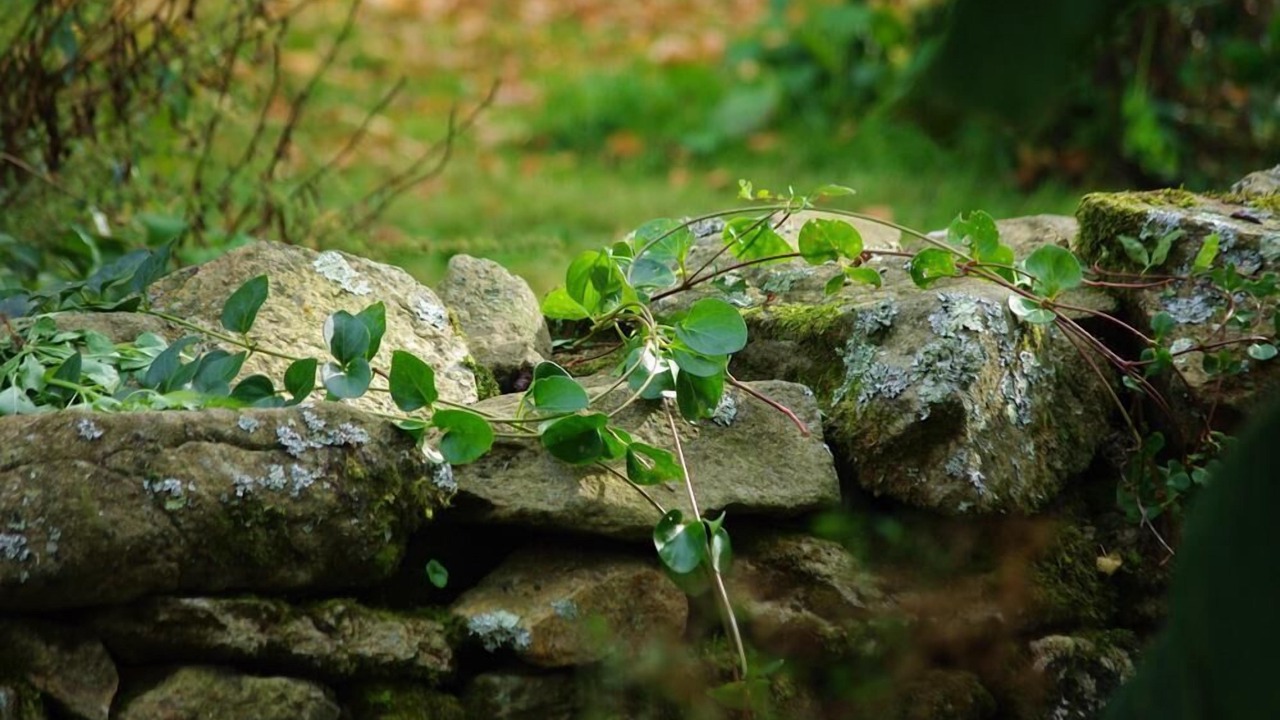 Photo of Outdoor in Saint-Broladre