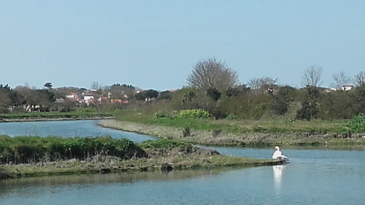 Photo of Others in Nieul-sur-Mer